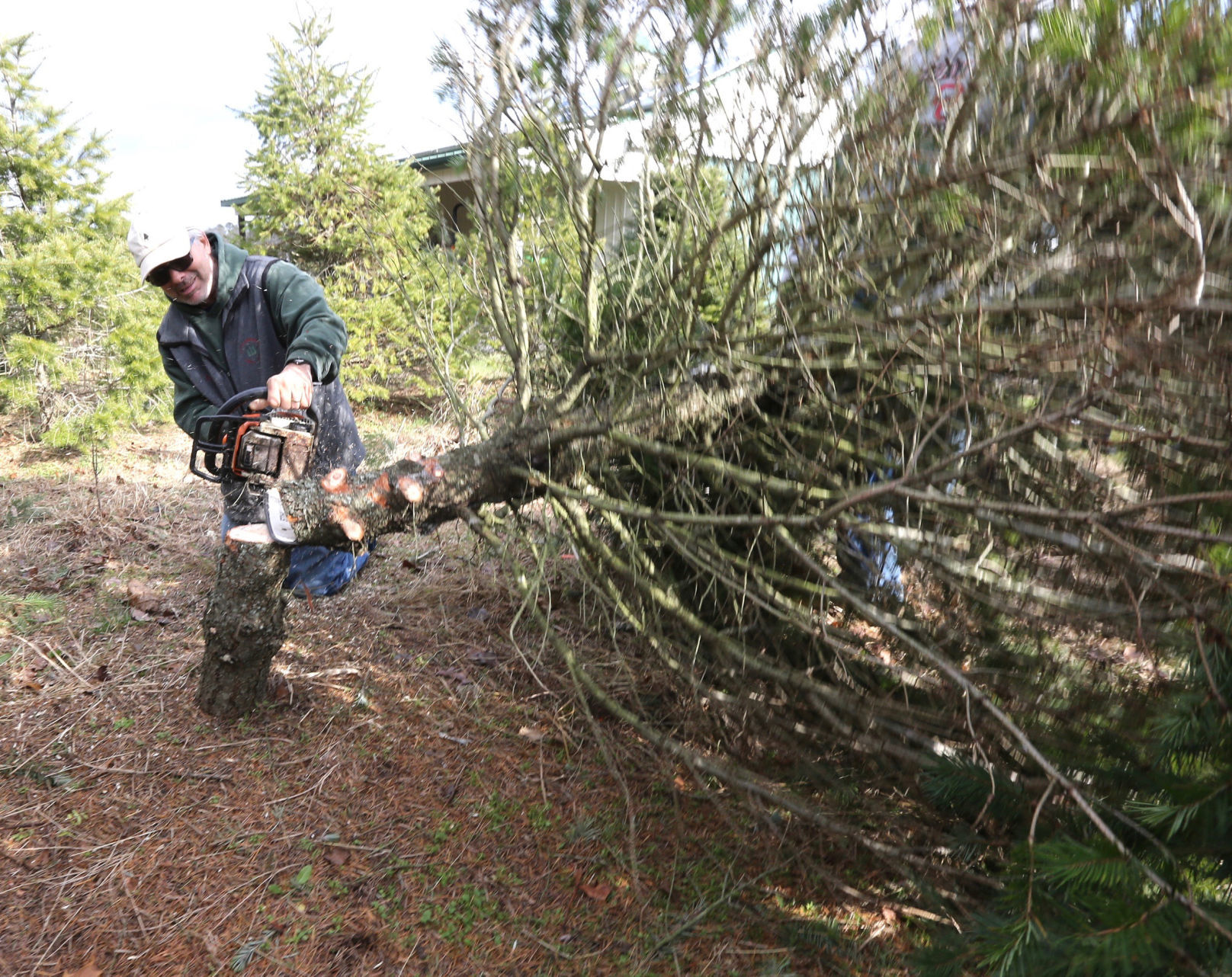 Littleworth Christmas Tree Farm